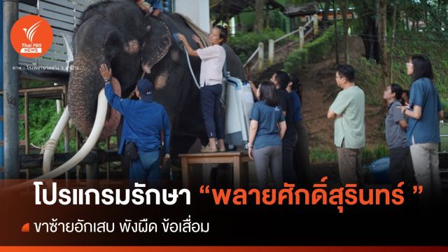 ผล x-ray "พลายศักดิ์สุรินทร์" ขาหน้าซ้ายอักเสบเรื้อรัง-ข้อเสื่อม