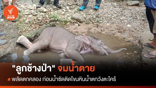 เศร้า! "ลูกช้างป่า" จมน้ำตาย พลัดตกคลองใกล้น้ำตกวังตะไคร้