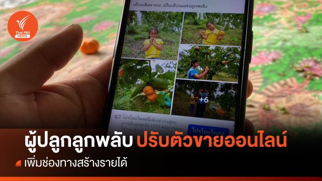 เกษตรกรผู้ปลูก "ลูกพลับ" เชียงใหม่ รวมเป็นกลุ่มแปลงใหญ่ ขายออนไลน์กระจายผลผลิต
