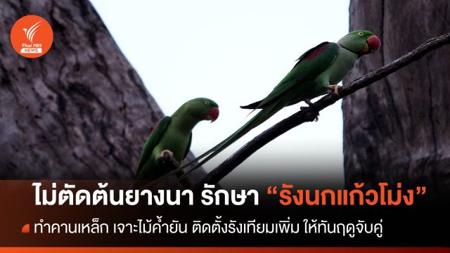 ทำคานเหล็ก เจาะไม้ค้ำยัน ไม่ตัดต้นยางนารักษา "รังนกแก้วโม่ง"