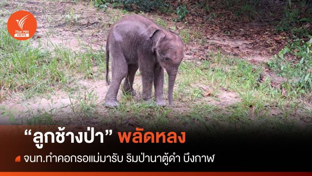 พบ "ลูกช้างป่าภูวัว" พลัดหลง โขลงแม่ยังไม่มารับ
