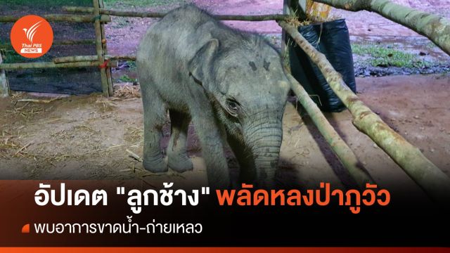 อัปเดต "ลูกช้าง" พลัดหลงป่าภูวัว พบอาการขาดน้ำ-ถ่ายเหลว