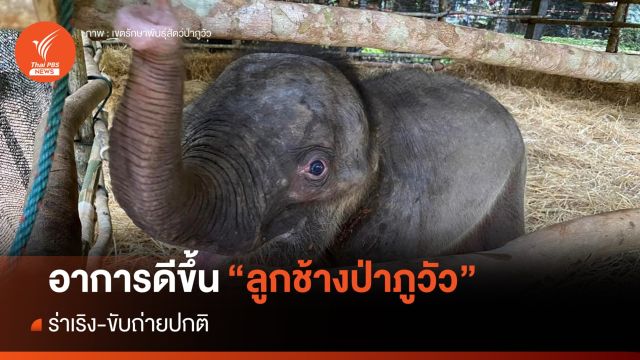 อาการดีขึ้น "ลูกช้างป่าภูวัว" ร่าเริง-ขับถ่ายปกติ