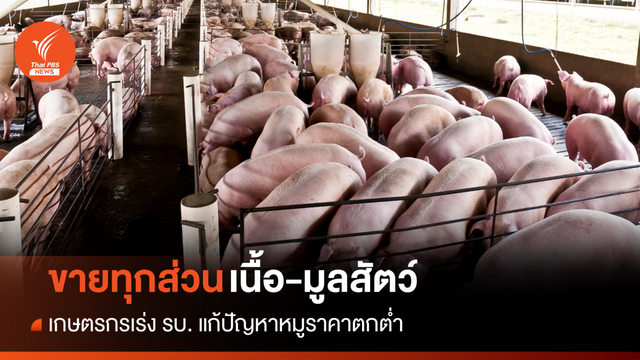 เกษตรกร ขอรัฐบาลเร่งแก้ปัญหาหมูราคาตก-ลดราคาอาหารสัตว์