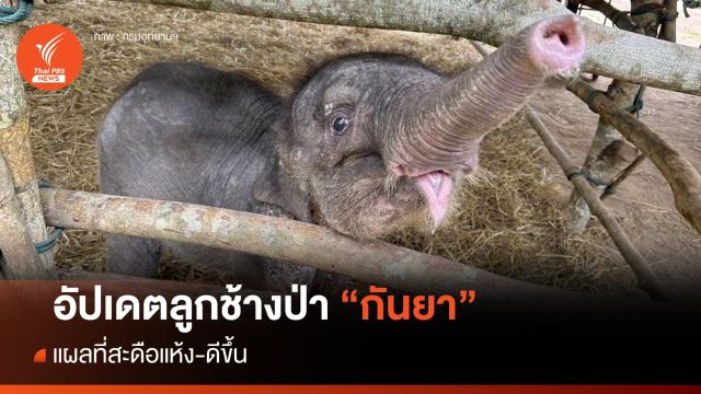 อัปเดต "กันยา" ลูกช้างป่าพลัดหลง แผลที่สะดือแห้ง-ดีขึ้น