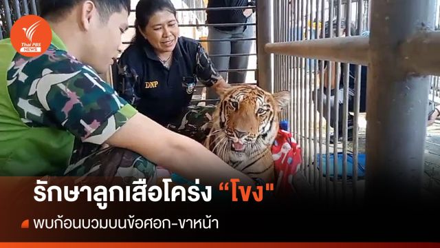 รักษาลูกเสือโคร่ง "โขง" พบก้อนบวมบนข้อศอก-ขาหน้า