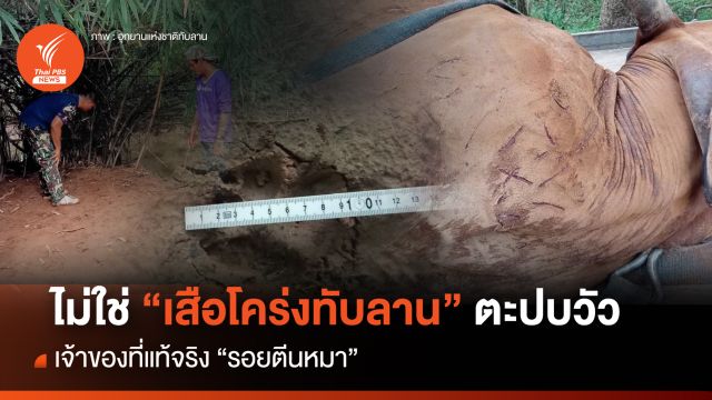 โอละพ่อ! เสือโคร่งทับลานใกล้ชุมชนที่แท้ "รอยตีนหมา" 