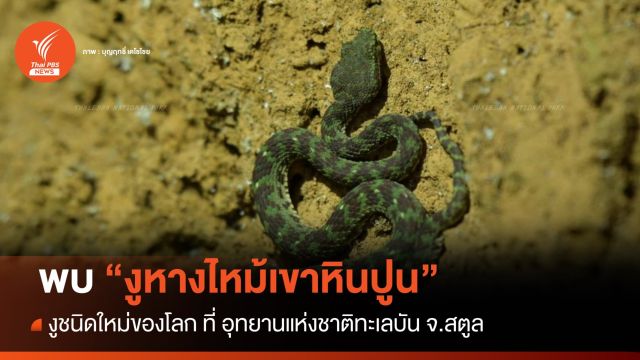 พบงูชนิดใหม่ของโลก "งูหางไหม้เขาหินปูน" ที่ อุทยานแห่งชาติทะเลบัน