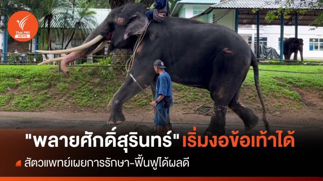 ฟื้นฟู-รักษาได้ผลดี "พลายศักดิ์สุรินทร์" เริ่มงอข้อเท้าได้