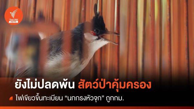 สั่งขึ้นทะเบียน "นกกรงหัวจุก" ถูกกม.ยังไม่ปลดพ้นสัตว์คุ้มครอง