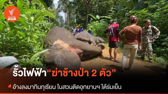 รั้วไฟฟ้า! "ฆ่า 2 ช้างป่า” อุทยานฯ ใต้ร่มเย็น คนทำอ้างป้องกันช้างลงมากินทุเรียน