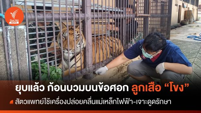 สัตวแพทย์เจาะรักษาก้อนบวมบนข้อศอก "โขง" ลูกเสือโคร่ง