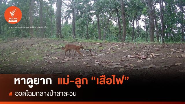 หาดูยาก! "เสือไฟแม่ลูก" ป่าสาละวินโชว์ตัวผ่านกล้อง