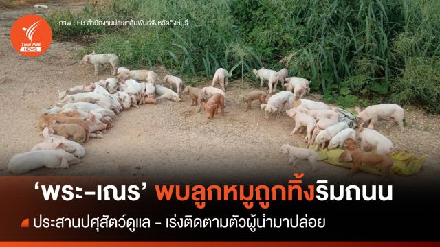 "พระ-เณร" บิณฑบาตตอนเช้าพบลูกหมู 60 ตัว ถูกทิ้งริมถนน 