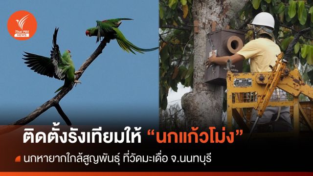 ติด 4 รังนกเทียมชวน "นกแก้วโม่ง" สร้างครอบครัว 