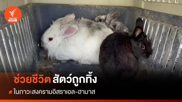 อิสราเอลช่วย "สัตว์" ถูกทิ้งในบ้าน-ฟาร์ม หลังเผชิญสงคราม