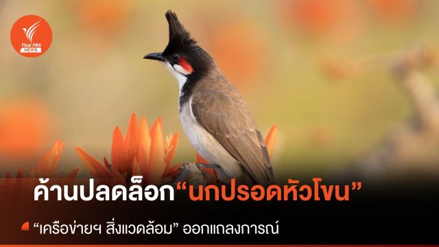 เครือข่ายฯ ด้านสิ่งแวดล้อม ไม่เห็นด้วย ปลด “นกปรอดหัวโขน” ออกจากบัญชีสัตว์ป่าคุ้มครอง