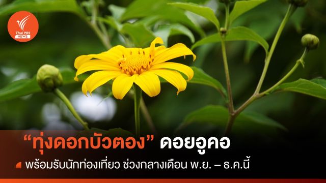 หนาวนี้เที่ยว "ทุ่งดอกบัวตอง 2566" บนดอยแม่อูคอ จ.แม่ฮ่องสอน 
