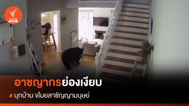 อาชญากรย่องเงียบ! แอบเข้าบ้านมนุษย์ขโมย "ลาซัญญา"