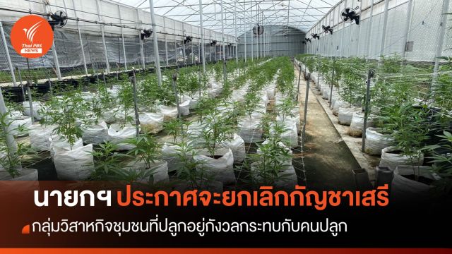 เสียงสะท้อนผู้ปลูกกัญชา ขอร่วมหาทางออกที่เหมาะสม