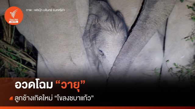 อวดโฉม "วายุ" ลูกช้างเกิดใหม่ "โขลงชบาแก้ว" บนเขาใหญ่