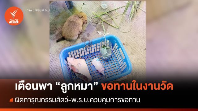 "โรเจอร์" เตือนพา "ลูกหมา" ขอทานในงานวัด ผิดทารุณกรรมสัตว์