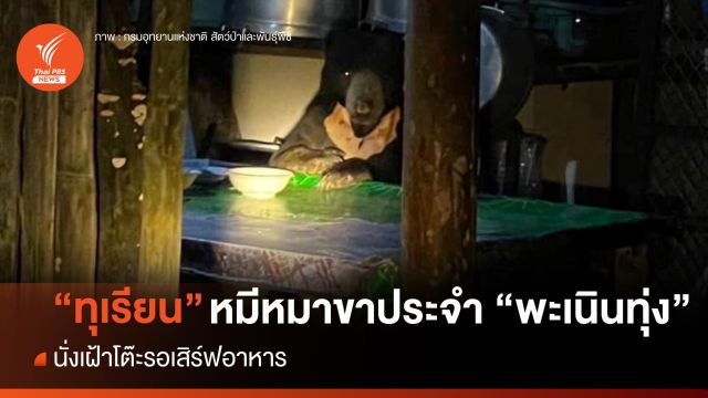 โผล่นั่งโต๊ะอาหาร "ทุเรียน" หมีหมาขาประจำเขาพะเนินทุ่ง