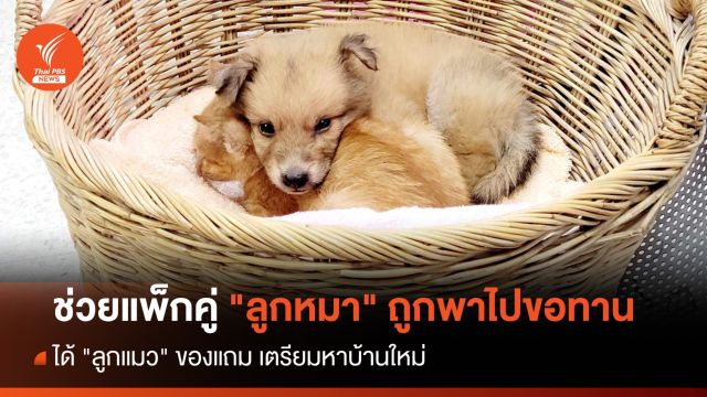 ช่วยแพ็กคู่ "ลูกหมา" ถูกพาไปขอทาน ได้ "ลูกแมว" ของแถม