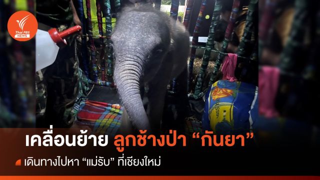 ลูกช้างป่า "กันยา" ออกเดินทางไปหาแม่รับที่เชียงใหม่