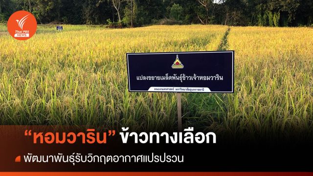 "หอมวาริน" พันธุ์ข้าวทางเลือกรองรับสภาพภูมิอากาศวิกฤต