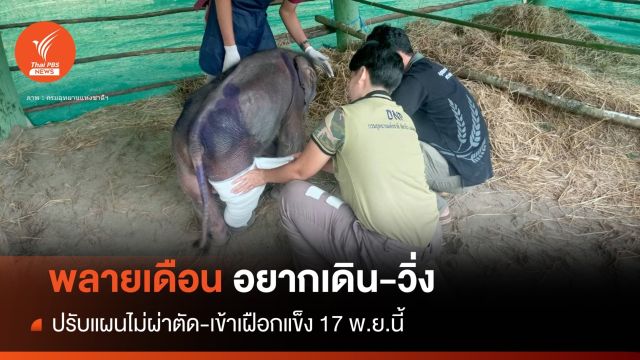 เอ็นดู! "พลายเดือน" อยากเดินได้-ปรับแผนเข้าเฝือกแข็ง 17 พ.ย.นี้