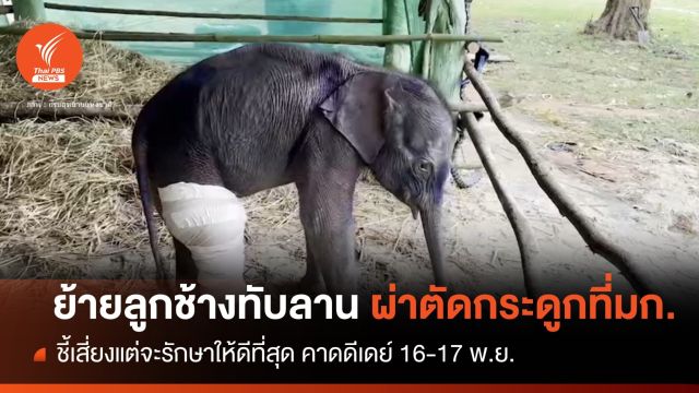 ดีเดย์! 16-17 พ.ย.ย้ายลูกช้างป่าทับลาน ผ่าตัดกระดูกที่มก. 
