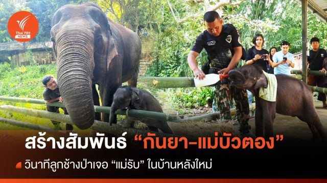 วินาทีลูกช้างป่า "กันยา" เจอแม่รับ "บัวตอง" ที่บ้านใหม่