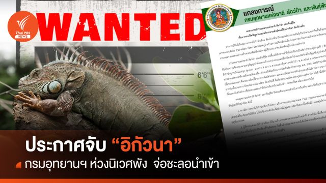 อุทยานฯ ประกาศจับ "อิกัวนา" ก่อนนิเวศพัง พบ 3 พิกัดประชากรพรึ่บ