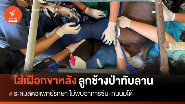 ระดมหมอรักษา "ลูกช้างป่าทับลาน" เข้าเฝือกขาหลัง กินนมได้-ไม่ซึม