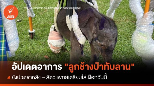 อัปเดตอาการ "ลูกช้างป่าทับลาน" ยังปวดขาหลัง - เตรียมใส่เฝือกวันนี้ 