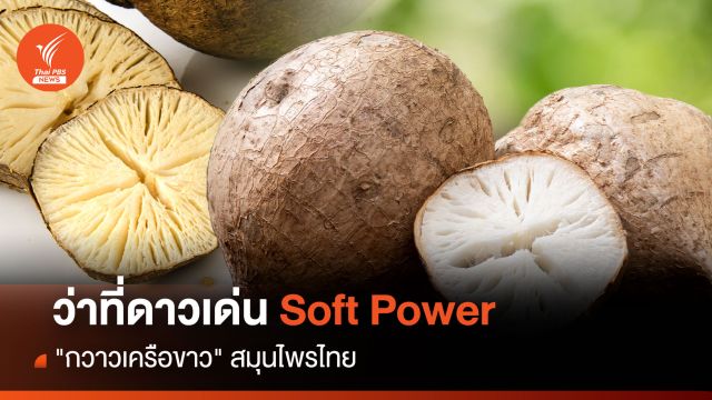 ว่าที่ดาวเด่น Soft Power "กวาวเครือขาว" สมุนไพรไทย