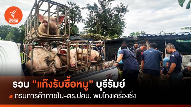 รวบ "แก๊งรับซื้อหมู" บุรีรัมย์ ค้าภายใน-ตร.ปคบ.พบโกงเครื่องชั่ง