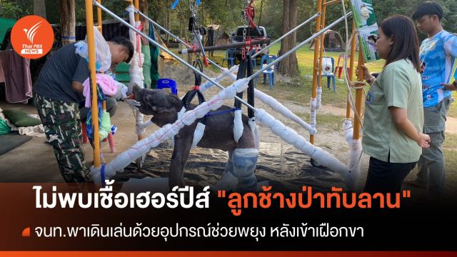 ไม่พบเชื้อเฮอร์ปีส์ "ลูกช้างป่าทับลาน" พาเดินเล่นหลังเข้าเฝือกขา