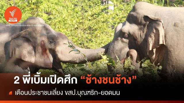 ยังไม่จบ! "ศึกช้างชนช้าง" ขสป.บุณฑริก-ยอดมน เตือนชาวบ้านเลี่ยง 