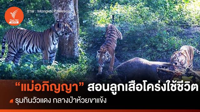 หายาก! แม่เสือโคร่ง "อภิญญา" พาลูกกินเลี้ยงวัวแดงห้วยขาแข้ง