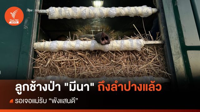ถึงลำปางแล้ว ลูกช้างป่า "มีนา" รอเจอแม่รับ "พังแสนดี" 