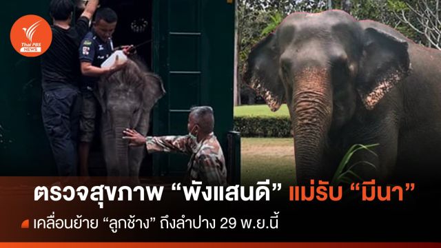 ตรวจสุขภาพ "พังแสนดี" แม่รับลูกช้าง "มีนา" เจอกันที่ลำปาง 29 พ.ย.นี้