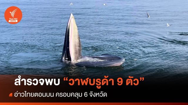 สำรวจสัตว์ทะเลหายากอ่าวไทยตอนบน พบวาฬบรูด้า 9 ตัว