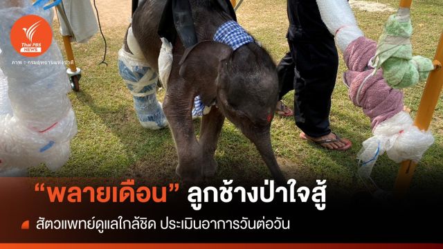 ช้างใจสู้ "พลายเดือน" สัตวแพทย์ต้องดูแลใกล้ชิด-ประเมินรายวัน 
