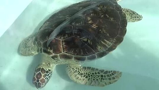 กองทัพเรือสร้างรพ.เต่าทะเลแห่งแรกในเอเชีย