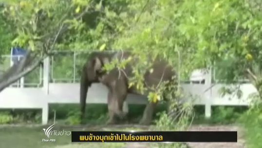 เกิดเหตุ "ช้างป่า" บุกรพ.ท่ากระดาน จ.กาญจนบุรี ทำลายกำแพง-พืชไร่เสียหาย