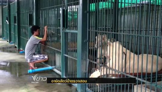  ตำรวจอายัดสิงโต-สัตว์ป่าจำนวนมาก ในบ้านย่านคลองสามวา 
