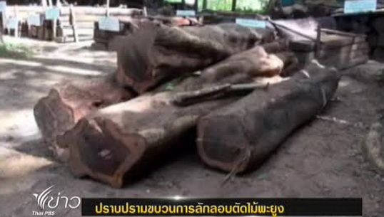 ปราบปรามขบวนการลักลอบตัดไม้พะยูง