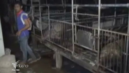 ไฟไหม้ฟาร์มเลี้ยงหมูกว่า 700 ตัว จ.ปราจีนบุรี คาดไฟฟ้าลัดวงจร-เสียหายไม่ต่ำกว่า 5 ล้านบาท